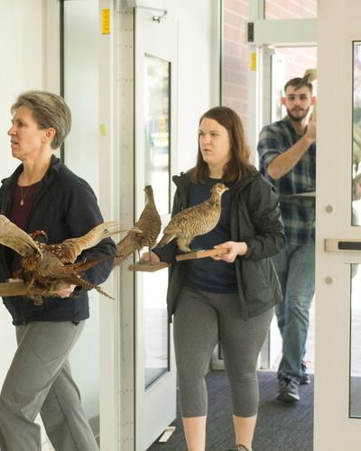 Students carry in taxidermied animals when moving in the building.